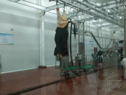 四川省電加熱湯池與省頭蹄清洗機 產品鑒別與服務價值解析